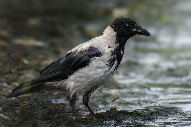 wildlife, birdwatching, nature, bird photography, птица, фотоохота, природа, ворона Серая воронаphoto preview