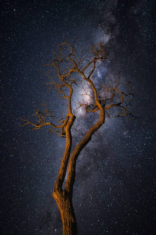 #milkyway #longexposure #night A Tree Under a Galactic Skyphoto preview