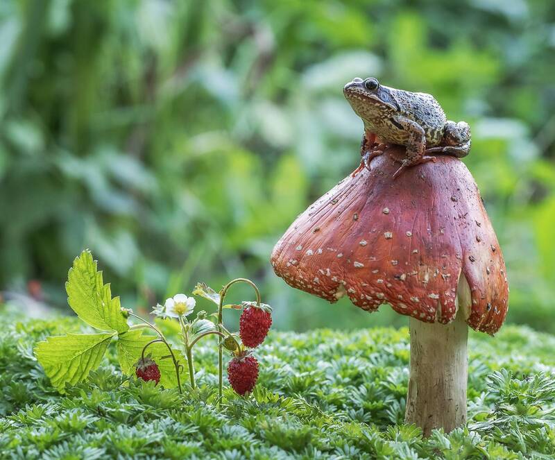 Будущая  Царевна)photo preview