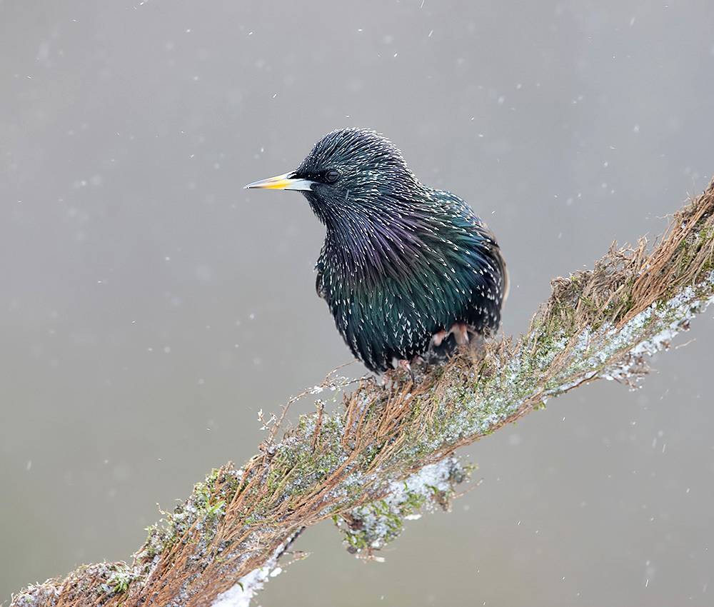 European Starling -Обыкновенный скворец. Автор: Etkind Elizabeth european starling, обыкновенный скворец, скворец, зима, starling, winter, Etkind Elizabeth