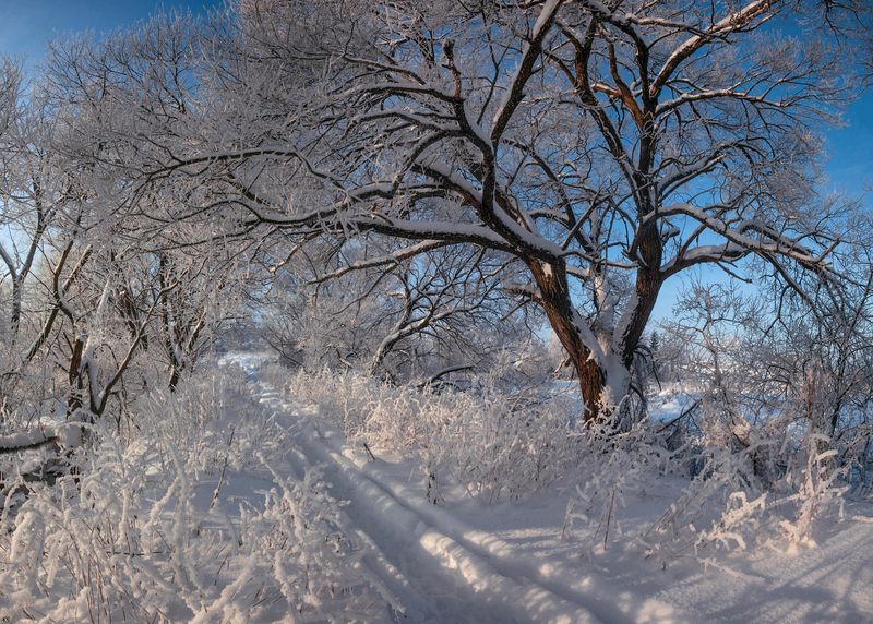 зима, дорога , лес photo preview