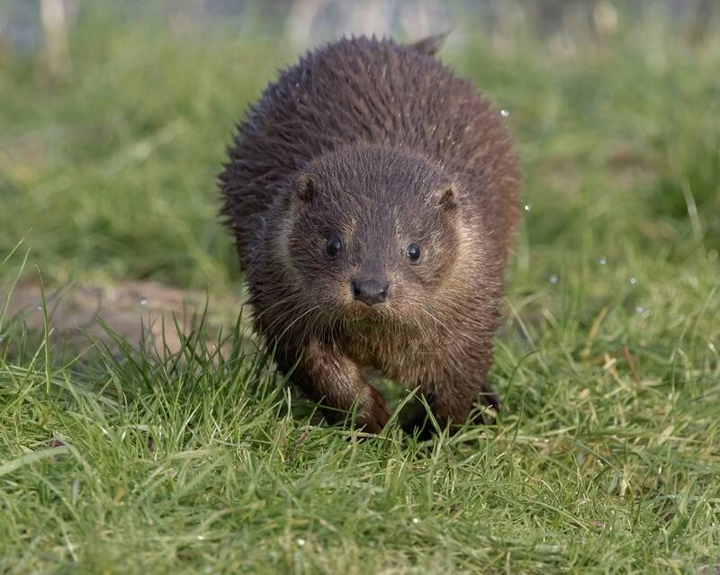 otter, animal, nature, wildlife, canon Baby Otterphoto preview