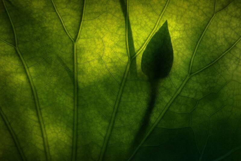 астраханская область, лотосы, Тишина лотосовых полейphoto preview