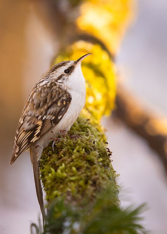 Certhia familiarisphoto preview