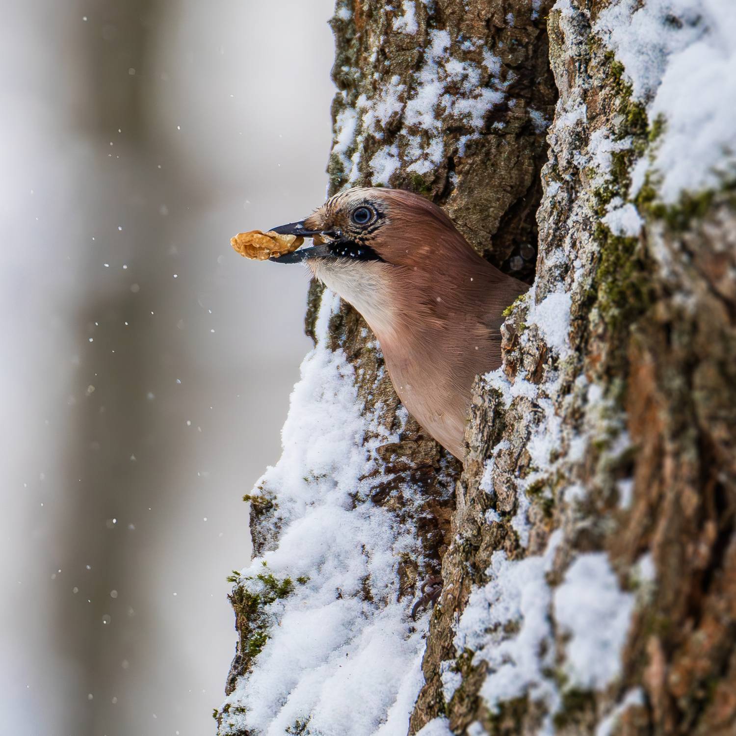сойка,зима,птицы,птица,jay,birds,bird,winter, Жгилёв Сергей