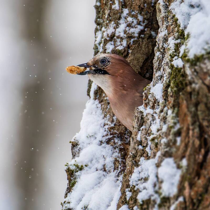 Сойка и орех. фото превью