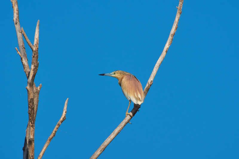 Жёлтая цапля фото превью