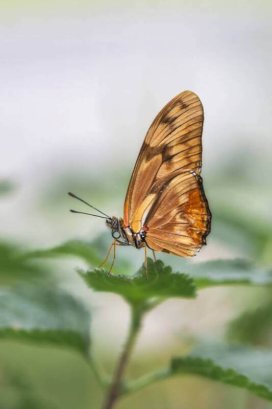 mariposa, macro, color, suavidad, anaranjado Dryas iulia moderataphoto preview