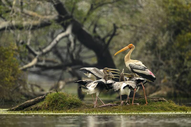 Кормление птенцов аистаphoto preview