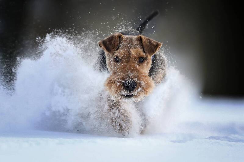 ..... фото превью