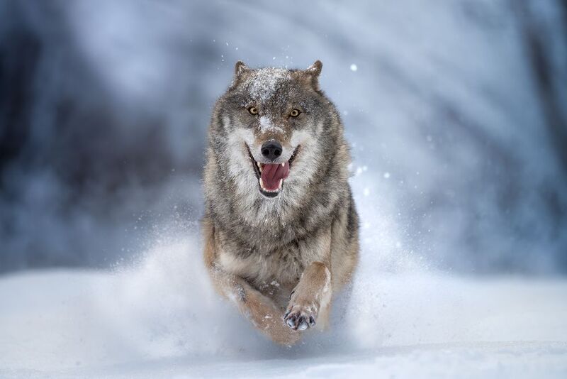 волк, серый волк, движение, снег, бег, зима, дикая природа, лес, природа, wildlife, wolf, фотоохота Несущий метель - Stormcaller фото превью