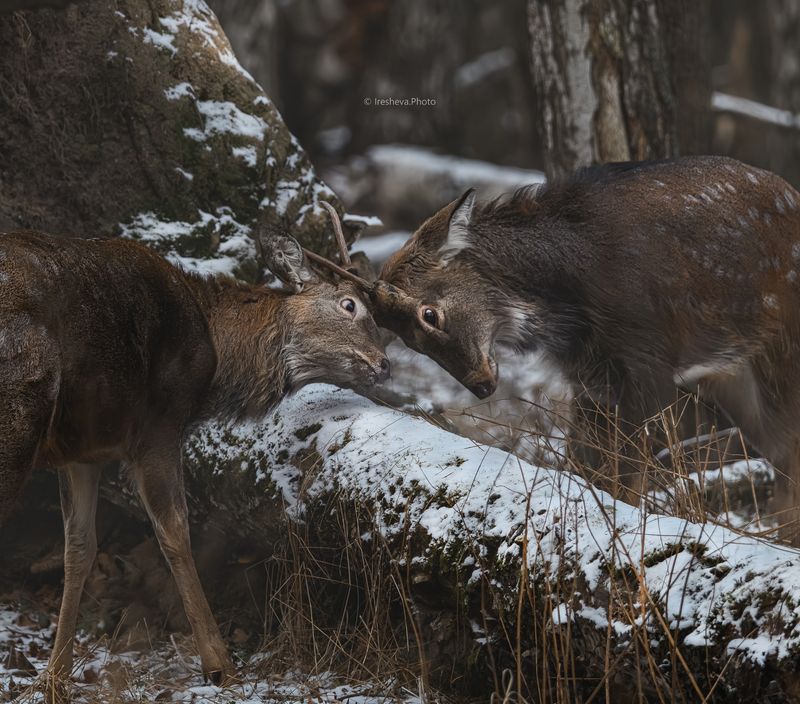 Пятнистый олень , самец Спорный моментphoto preview