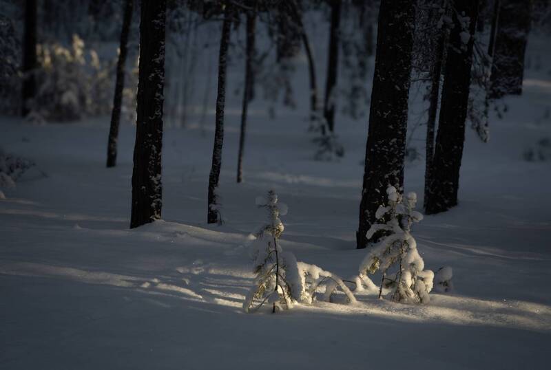 в зимнем лесуphoto preview