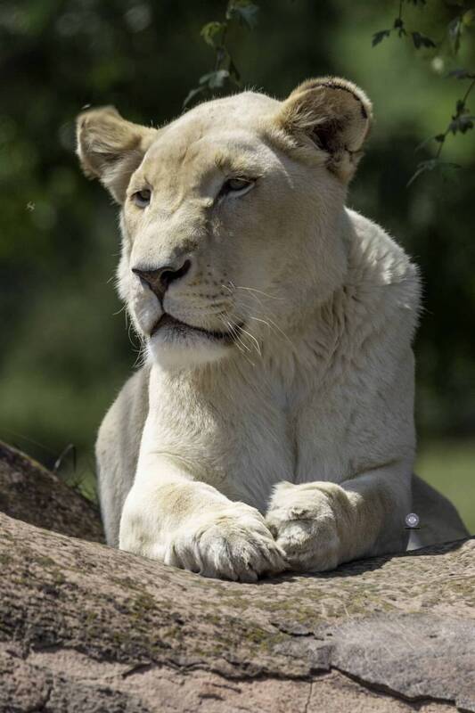 White lionessphoto preview
