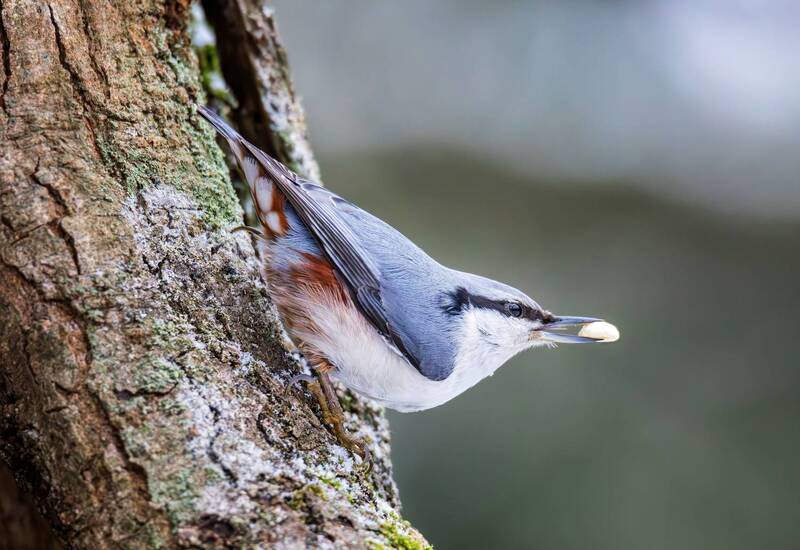 Обыкновенный поползень(Sitta europaea).photo preview