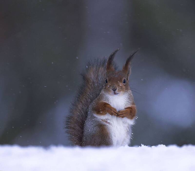 Лесная красоткаphoto preview