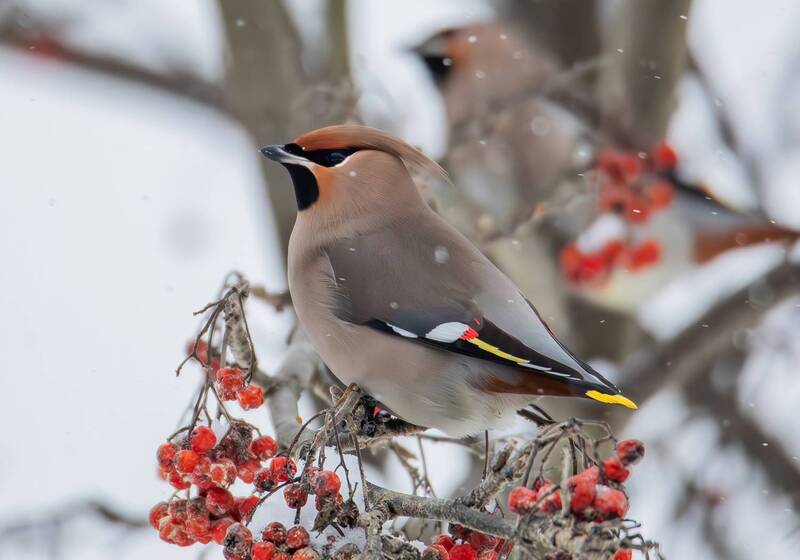 Свиристель(Bombycilla garrulus). фото превью