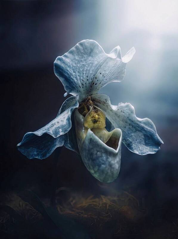 макро, macro, орхидея Пафиопедилюмphoto preview