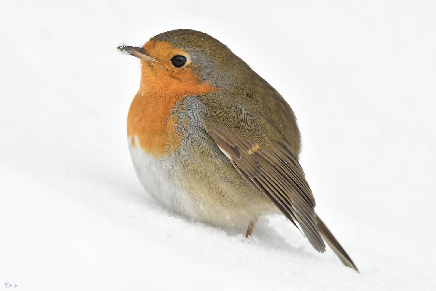 , Наталья Екимова