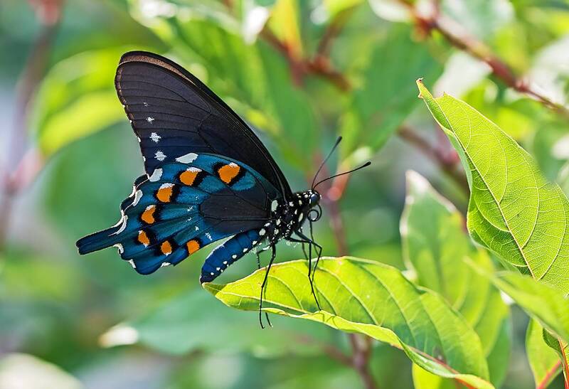 насекомые, бабочка, парусник, америка Парусникphoto preview