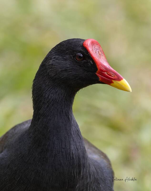 Камышница (Соmmon moorhen)photo preview