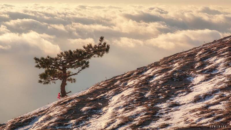 крым, ай-петри, зима, снег, облака, утро, сосна. Утро над облакамиphoto preview