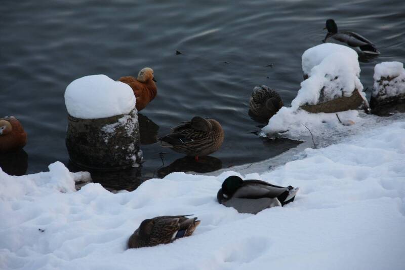 мои работыphoto preview