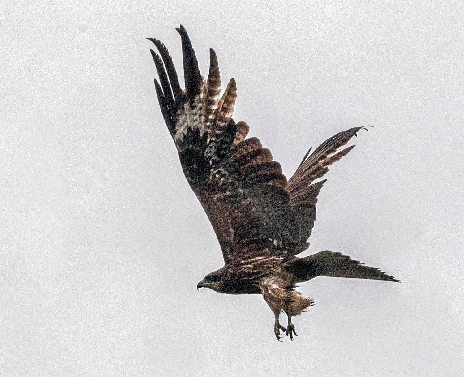 черный коршун, коршун, птицы, хабаровский край, высокогорный, Савчук Сергей