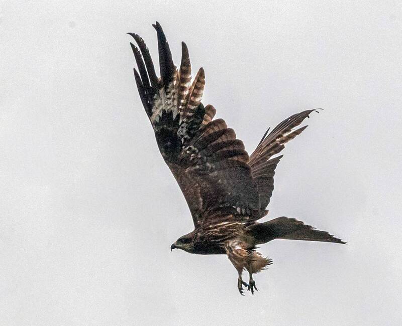 черный коршун, коршун, птицы, хабаровский край, высокогорный Черный коршунphoto preview