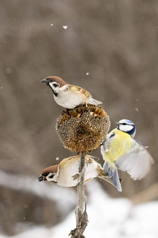 природа ***photo preview