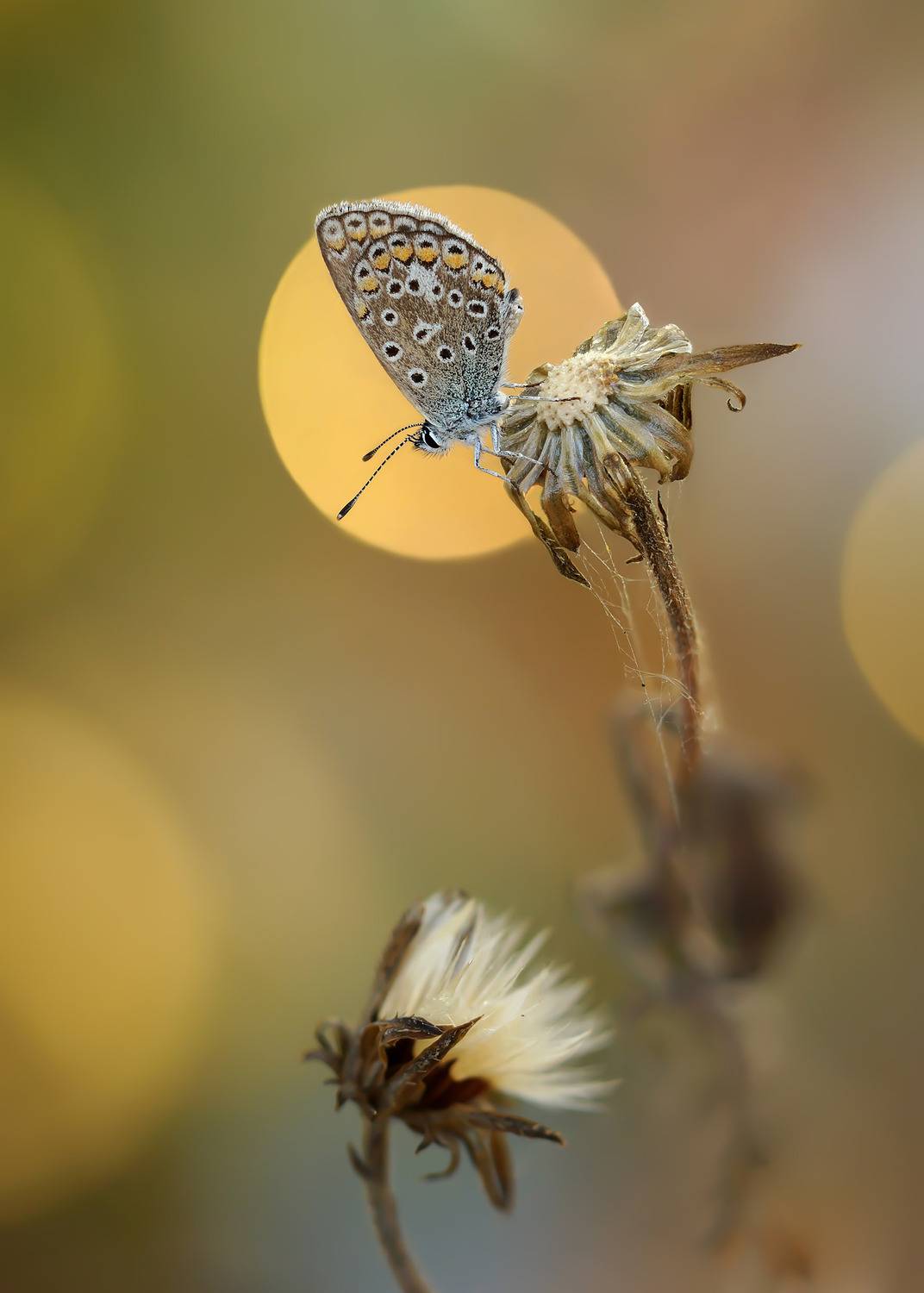 ***. Автор: Чепленко Алексей , Чепленко Алексей
