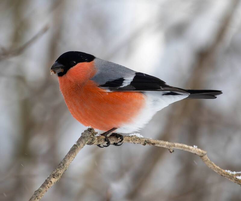 Снегирьphoto preview