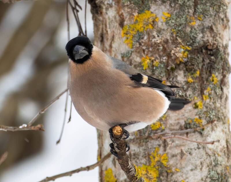 Снегирьphoto preview