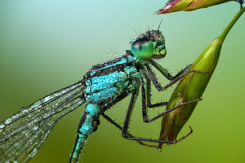 макро, природа, животное, растение, цвет, фото, синий, стрекоза, трава Красоткаphoto preview