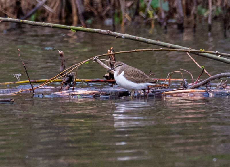 Кулик перевозчик, кулик, птицы, Хабаровский край, Высокогорный Кулик перевозчикphoto preview