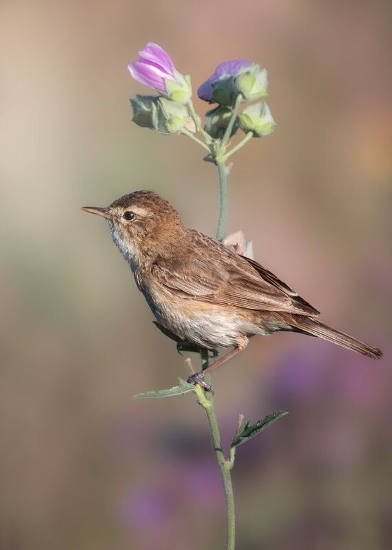 wildlife, birdwatching, nature, bird photography, птица, фотоохота, природа, северная бормотушка  Северная бормотушка photo preview