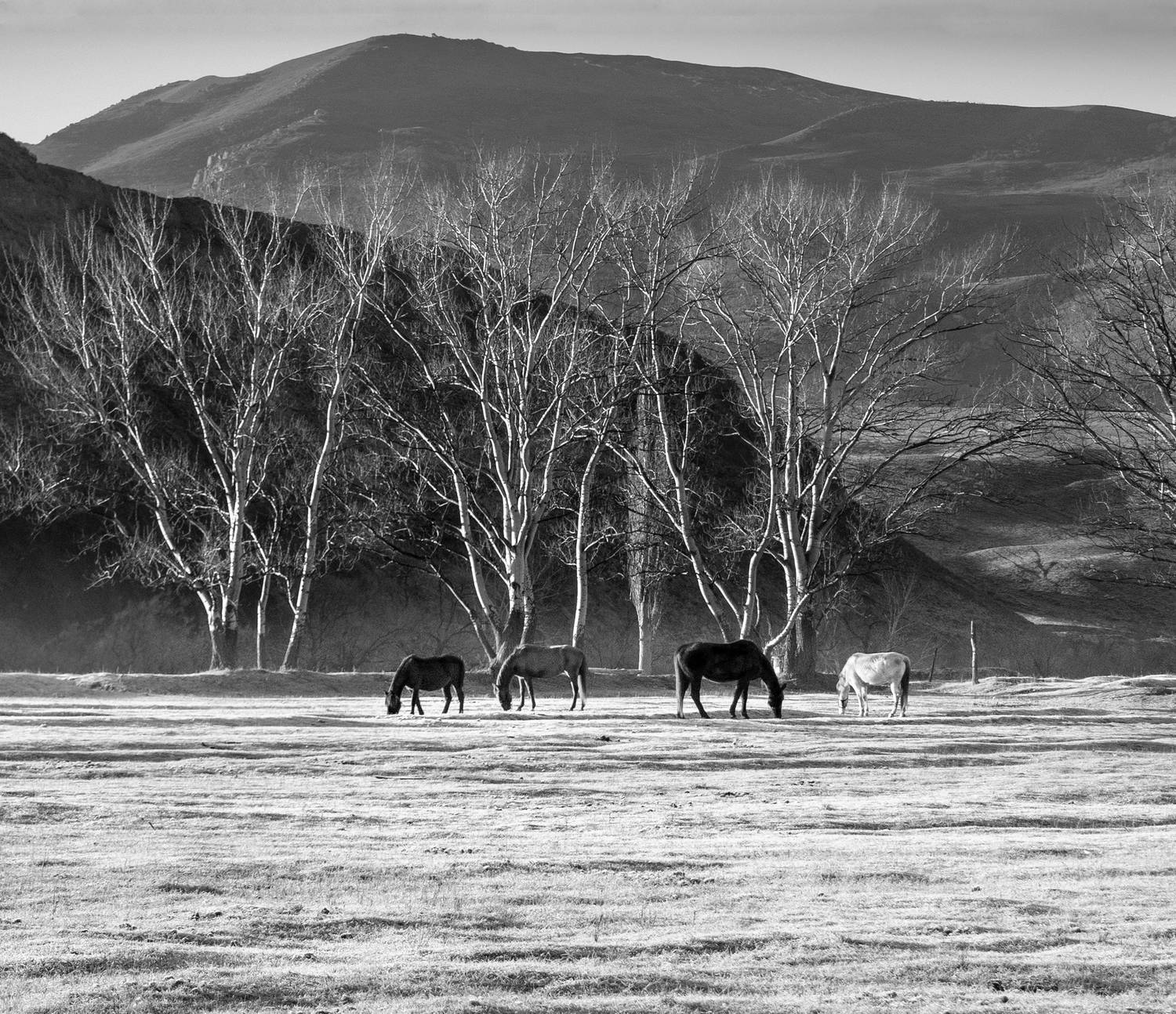 Ходят кони.... Автор: Надежда Демкина дагестан, нд, кавказ, северный кавказ нд, северный кавказ, Надежда Демкина