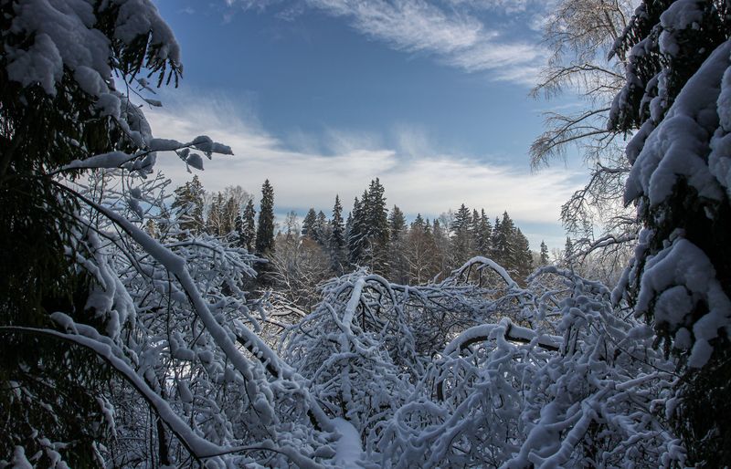 московская, обл., природный, резерват, \\ Вот и зима...photo preview