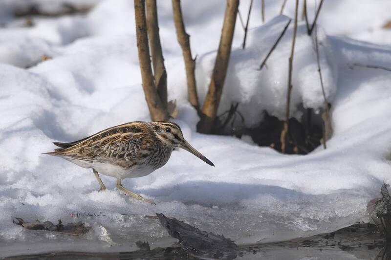 фотоохота, птица, гаршнеп, зима Неожиданная встреча.photo preview