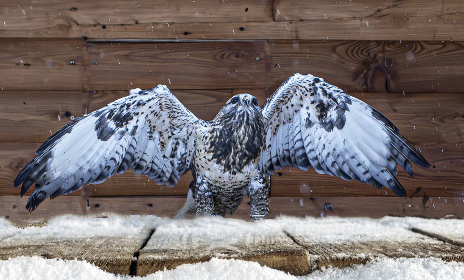 Хищник. Автор: Михаил Измайлов , Михаил Измайлов