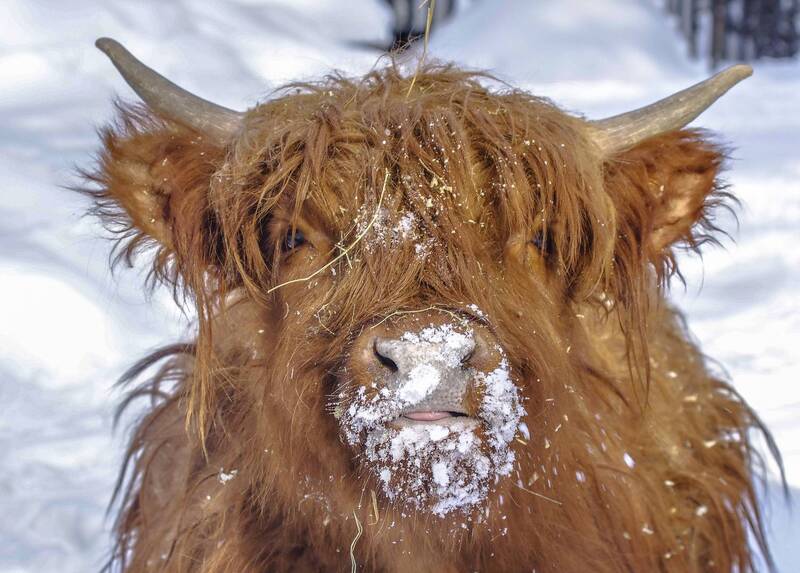 Шотландский бык породы Хайленд фото превью