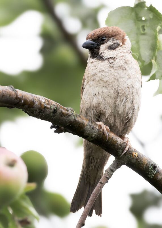 wildlife, birdwatching, nature, bird photography, птица, фотоохота, природа, воробей Полевой воробейphoto preview