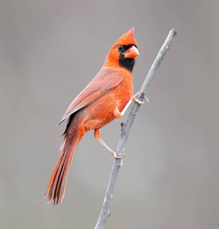 красный кардинал, northern cardinal, cardinal,кардинал, зима, winter birds Northern Cardinal, male - Красный кардинал, самецphoto preview