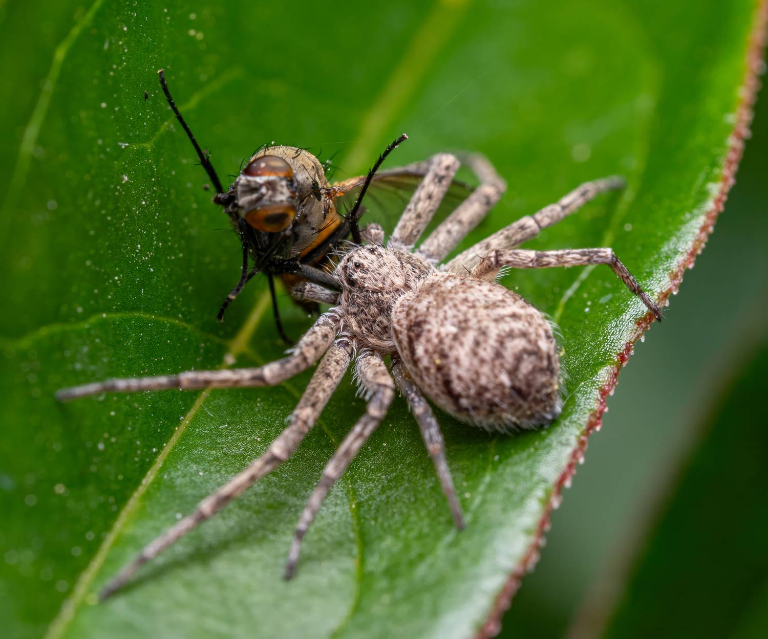 , Миша Усольцев
