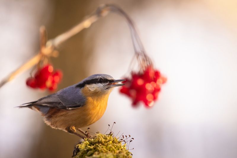 Nuthatchphoto preview