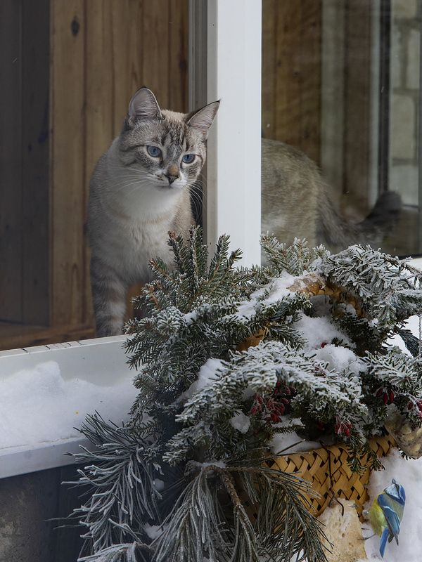 домашние животные, кошки, котик, Охос Азулес, птичья кормушка, синичка, лазоревка Birdwatcherphoto preview