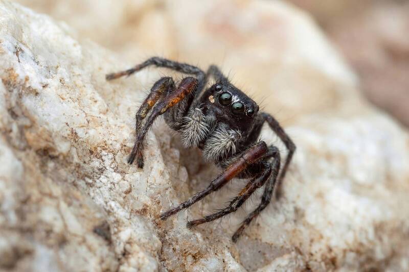 скакун-боярышниковый,philaeus-chrysops, паук,севастополь ,фиолент,вега11у Скакун-боярышниковый(Philaeus chrysops) фото превью