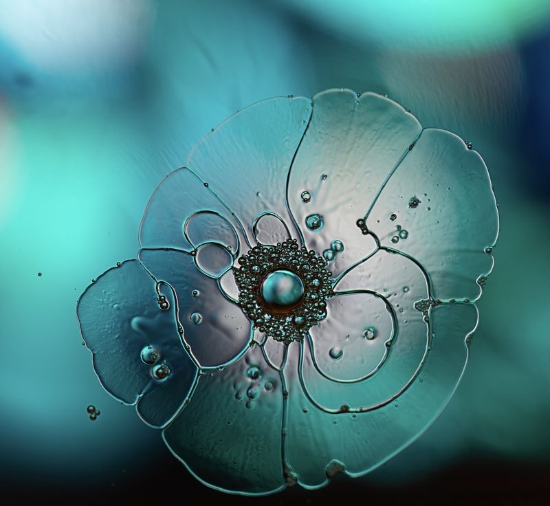 макро, масло, вода, цветы Метаморфозыphoto preview