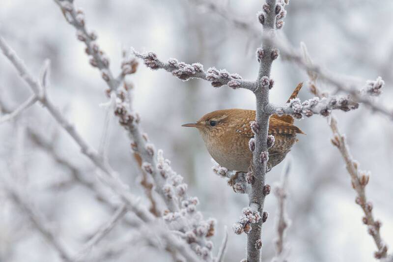 птицы крапивник природа зима Крапивник (Troglodytes troglodytes)photo preview