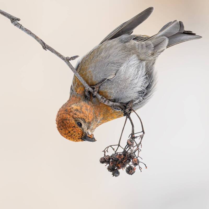 щур, птицы photo preview